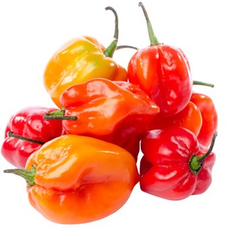 Hạt Giống Ớt Habanero Siêu Trái (5 Hạt)