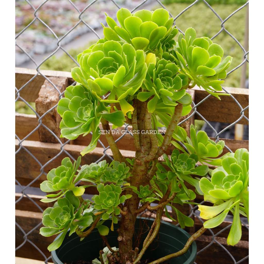 Sen đá Aeonium xanh GLASS GARDEN size đại 30cm nhiều đầu , thuần khí hậu Đà Lạt