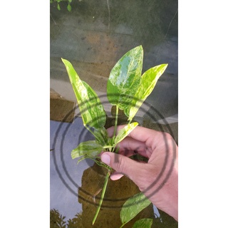Lan nước var thủy sinh