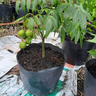 Cây Cóc đã có trái (trồng chậu ) CHỈ GIAO HCM