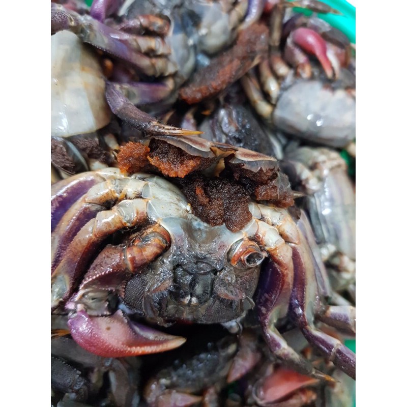 BA KHÍA MUỐI RẠCH GỐC NGUYÊN CON