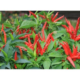 Hạt giống ớt chỉ thiên siêu cay 20 hạt