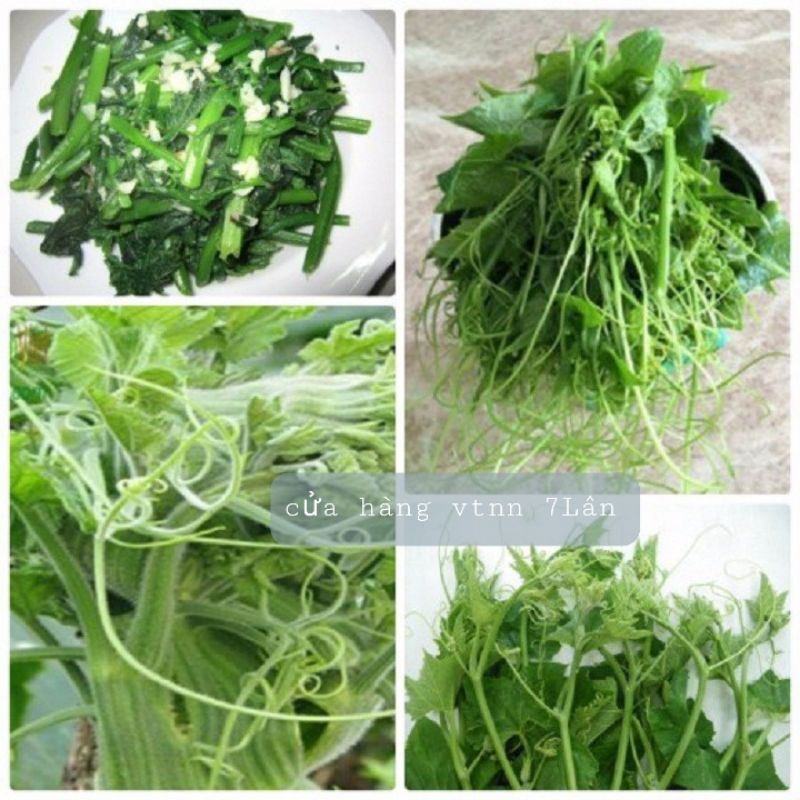 hạt giống bí siêu đọt