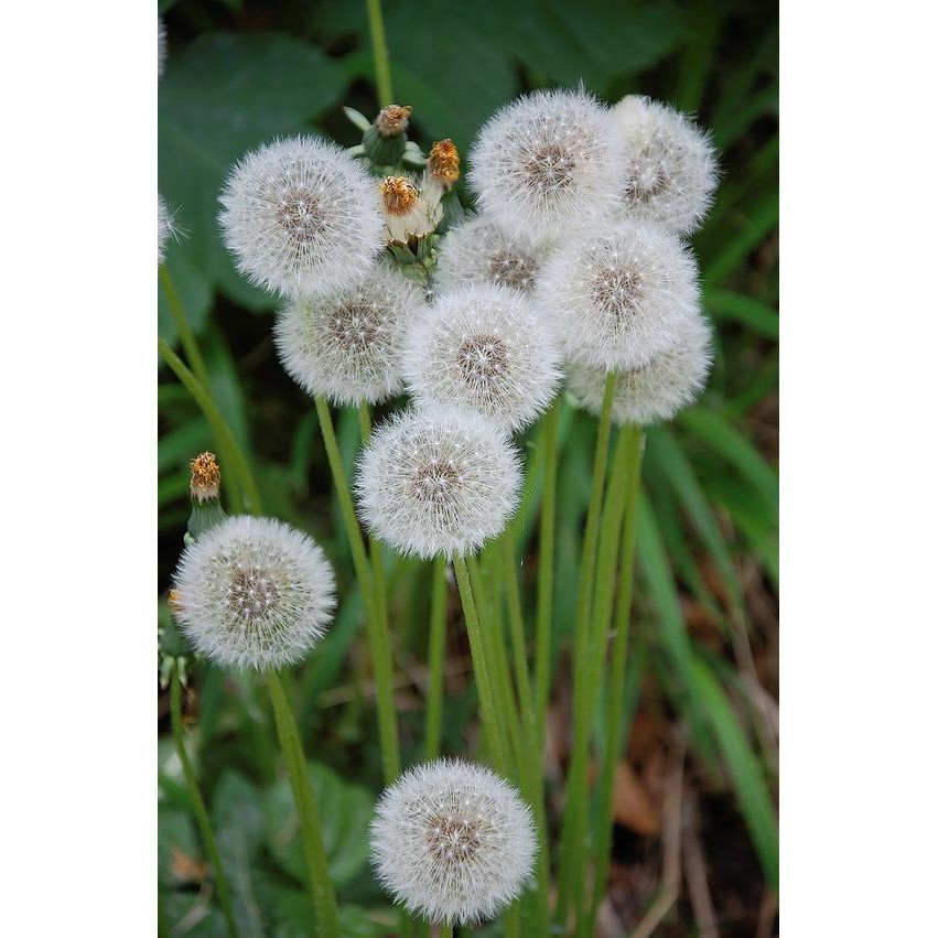 Gói 100 hạt giống cây bồ công anh Thấp (Dandelion) - Taraxacum officimale Bigg