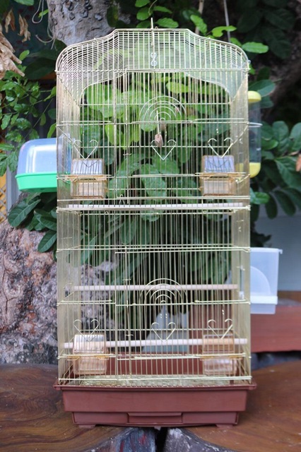 Lồng vẹt mạ vàng