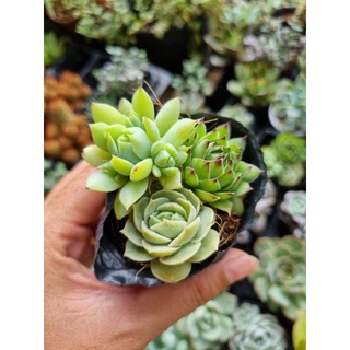 Combo 10 sen đá size bầu 5-7cm (10 loại khác nhau)
