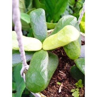 Cẩm cù vuông -  Hoya Square Leaf