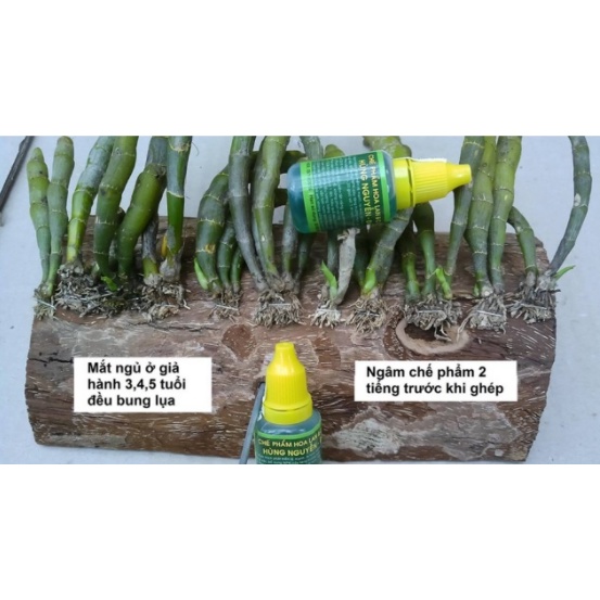 Chế phẩm Hùng Nguyễn - Dùng cho hoa lan và cây cảnh - Đà Lạt - Chai 20ml