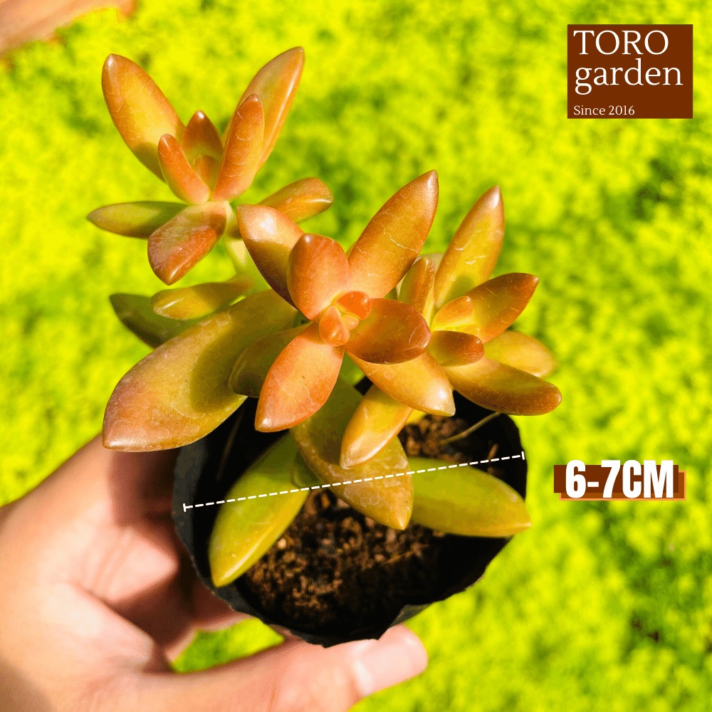 Sen đá đá cam Đà Lạt size bé cây cảnh trang trí nhà cửa Toro garden