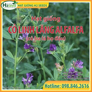 Hạt Giống Cỏ Linh Lăng ALFALFA - gói 1kg - Hạt cỏ ba lá họ đậu siêu dinh dưỡng cho chăn nuôi dành cho dê, cừu, thỏ...