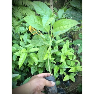 ￼Cây chanh leo tím giống - Chanh dây tím giống