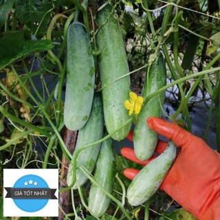 DƯA CHUỘT MÈO ( QUẢ TO ) 10 hạt