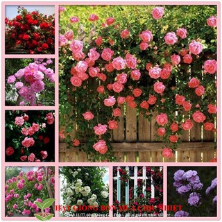 Hạt giống hoa hồng leo pháp nhiều màu tặng 1 phân bón 20h - hạt giống hoa hồng leo pháp
