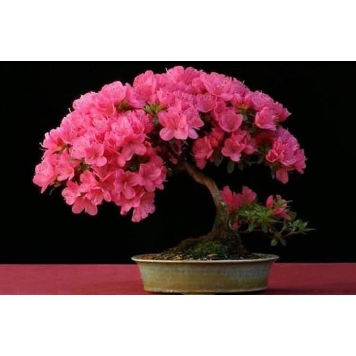 Sản phẩm CÂY GIỐNG HOA ĐỖ QUYÊN NHẬT BẢN ĐỦ MÀU + Tặng  phân hữu cơ cao cấp