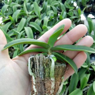 Đai châu giống đủ màu