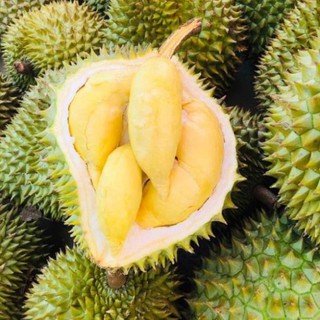 Sản phẩm CÂY GIỐNG SẦU RIÊNG RI6, NGỌT ĐẬM, BÉO NGẬY, KHÔNG HẠT, CAM KẾT GIỐNG CHUẨN F1