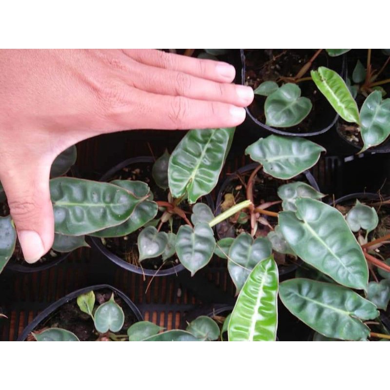 Chậu cứng Hồng hạc chân cam - philodendron billlitae