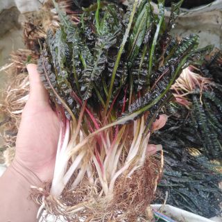 Tiêu thảo lá nhăn 3kg