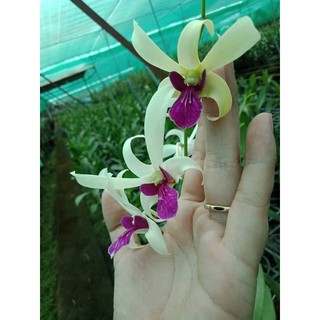 Hoa Lan Dendro Nắng Bà Liễu Thơm