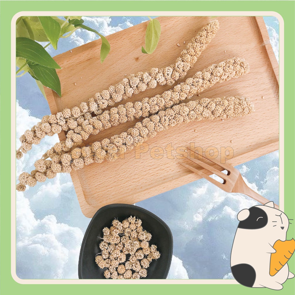 Hạt kê nguyên cành cho hamster