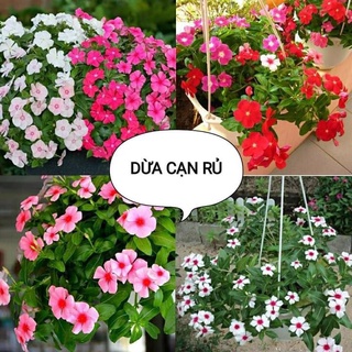 💐 hạt giống hoa dừa cạn rũ💐 - 0.01gr/gói