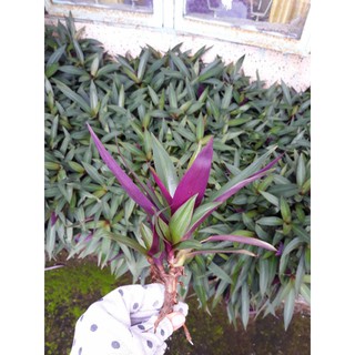 30 cây sò huyết