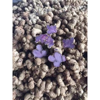 Gừng đen , ngải đen , black ginger (1kg)