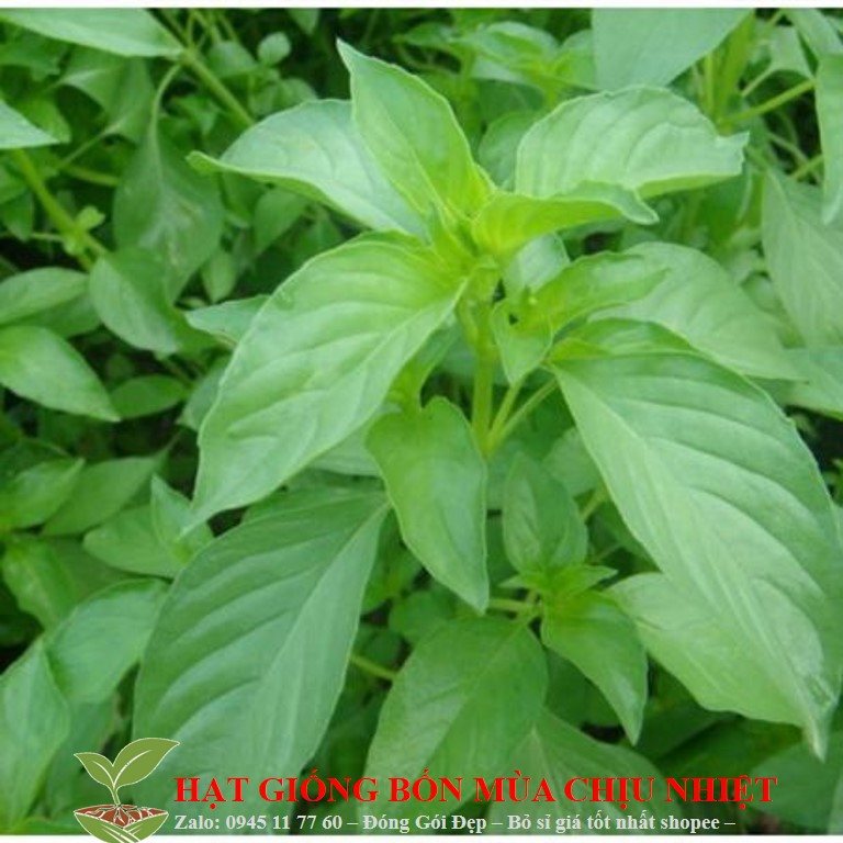 Gói Hạt Giống Húng Thơm Trắng Rau Thơm Sả luckyseed hạt siêu rẻ