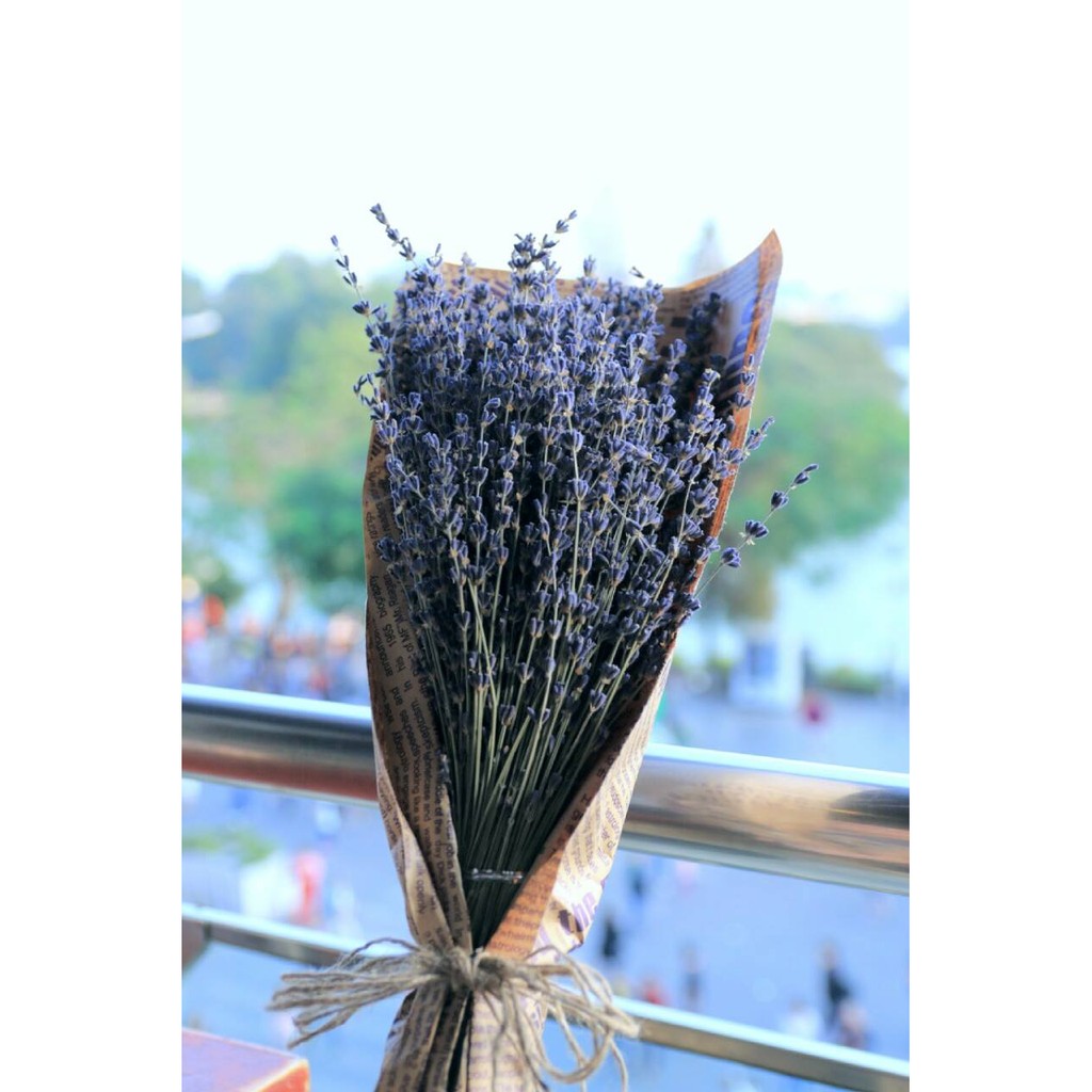 Bó Oải hương True Lavender Organic 300 cành