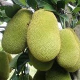 PHÂN BÓN LÁ TRUNG VI LƯỢNG BULGASARI Vino 79 Chai 500ML