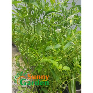 Ớt hiểm đang trái - cây gia vị