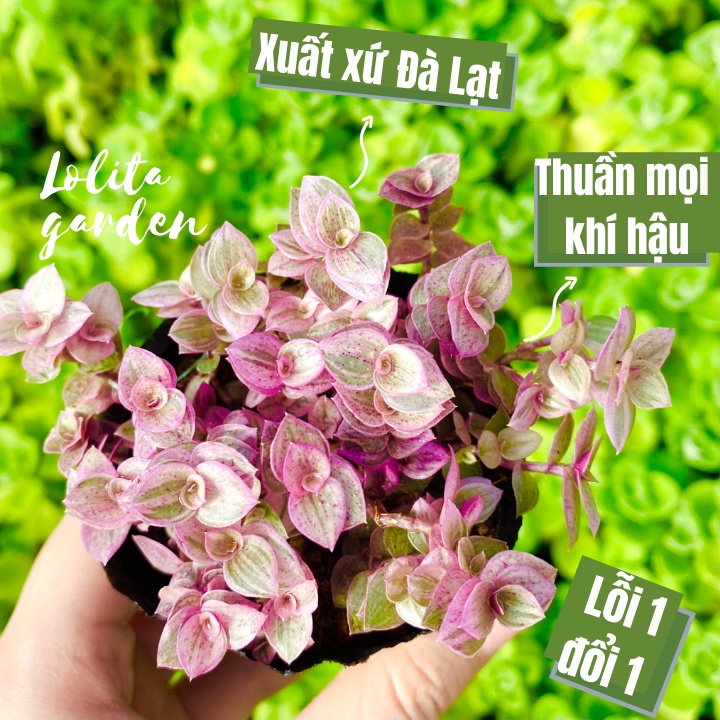 CỎ PINK LADY SIZE BÉ, HÀNG ĐÀ LẠT, SIÊU XINH SIÊU KHỎE, LỖI 1 ĐỔI 1