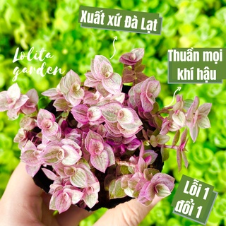 CỎ PINK LADY SIZE BÉ, HÀNG ĐÀ LẠT, SIÊU XINH SIÊU KHỎE, LỖI 1 ĐỔI 1