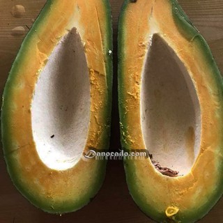CÂY GIỐNG BƠ RUỘT ĐỎ