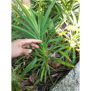 cây giống lá dứa thơm(lá nếp thơm)