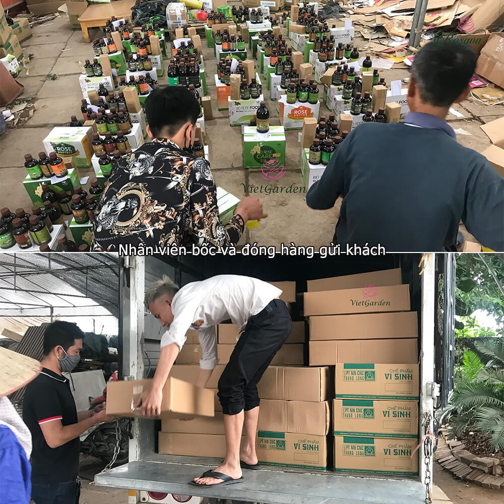 Chế phẩm sinh học Doctor phòng ngừa nấm bệnh cho hoa hồng, giấy, lan, cây cảnh, sen đá, dâu tây