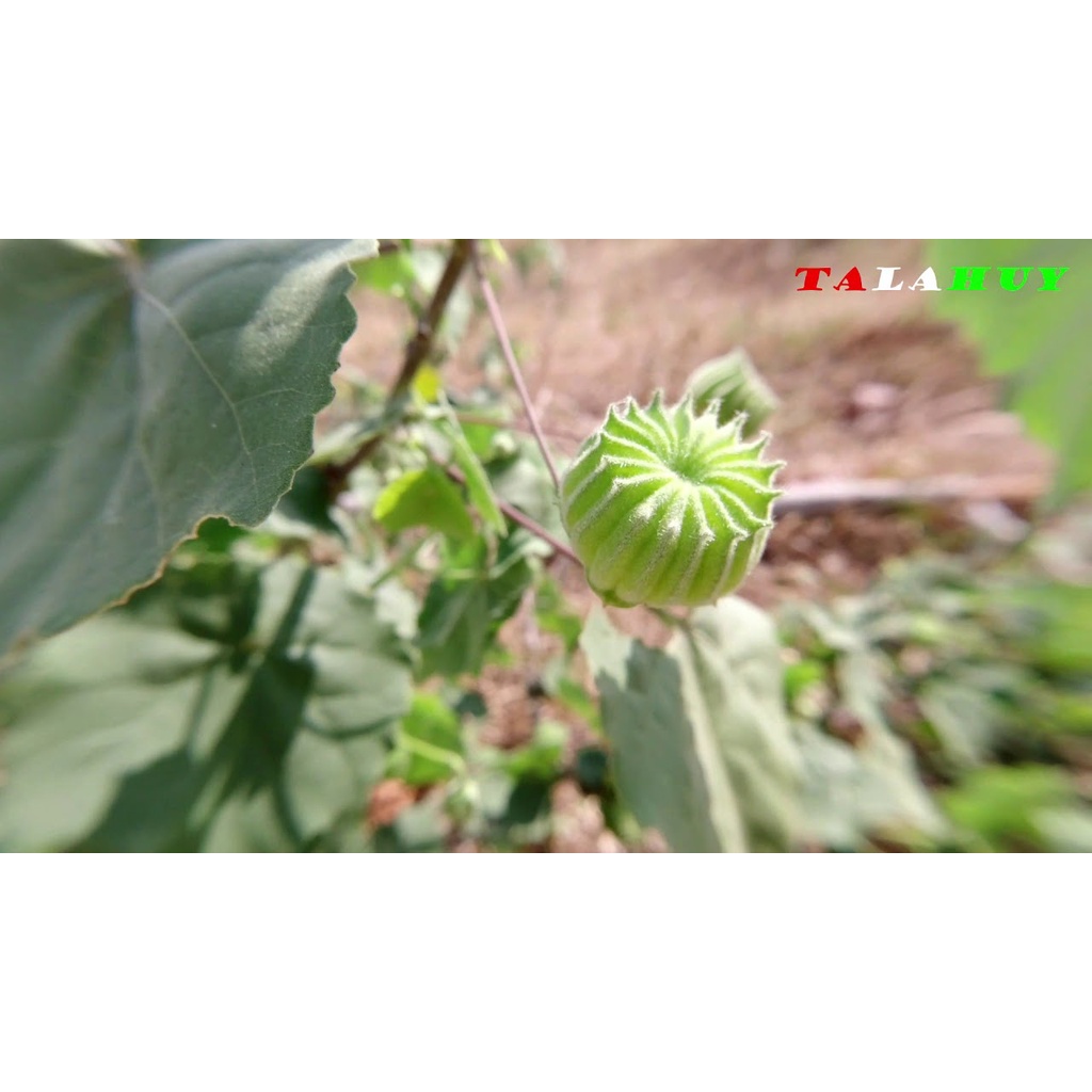 1 Kg thân lá cây Cối Xoay tươi,