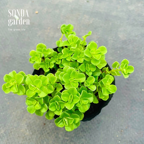 Cỏ sedum lục hà SONDA GARDEN size bé 5-6cm, xuất xứ Đà Lạt, khoẻ đẹp, lỗi 1 đổi 1