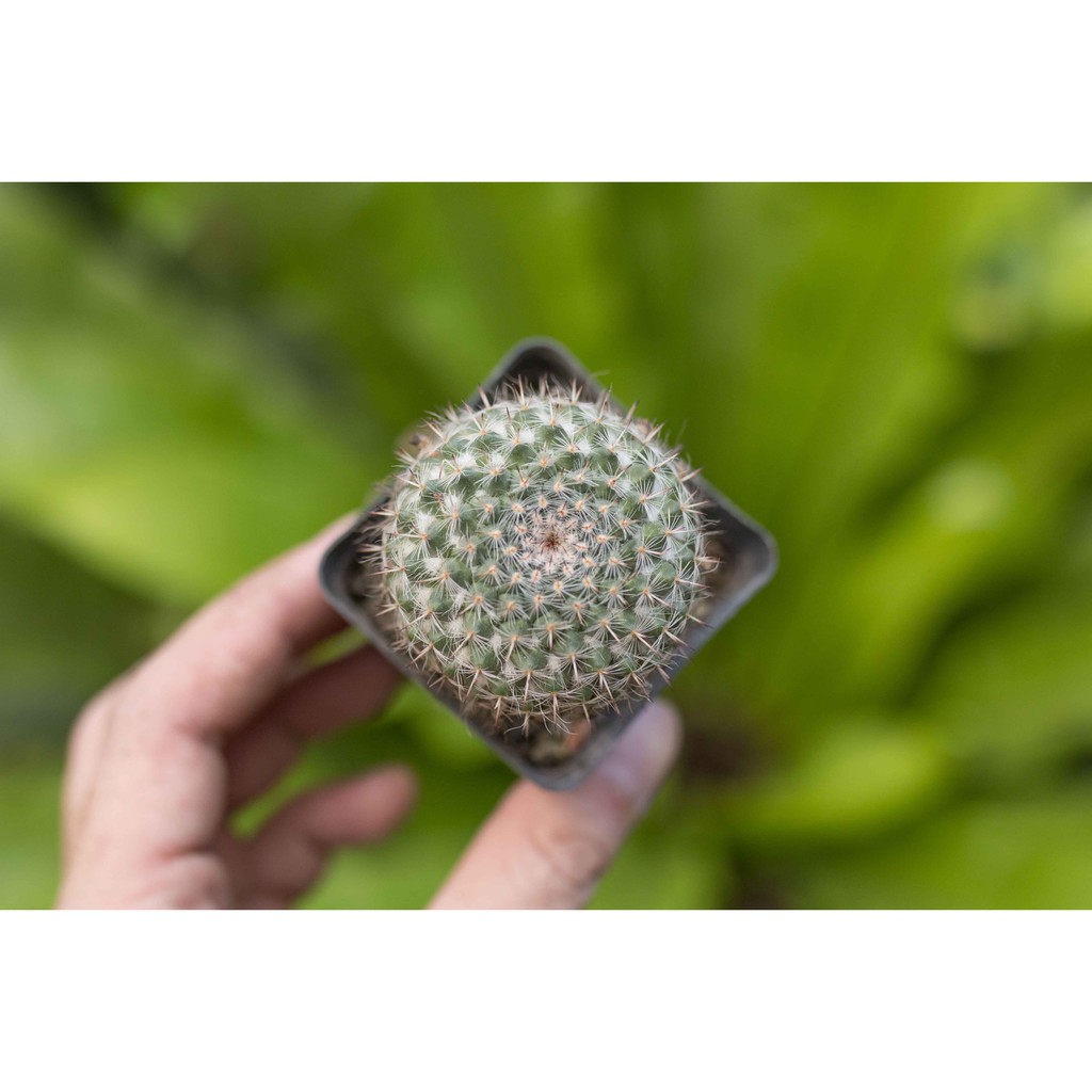 Xương rồng bánh sinh nhật 3-5cm - Vườn sen đá