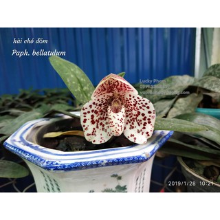 Lan hài chó đốm