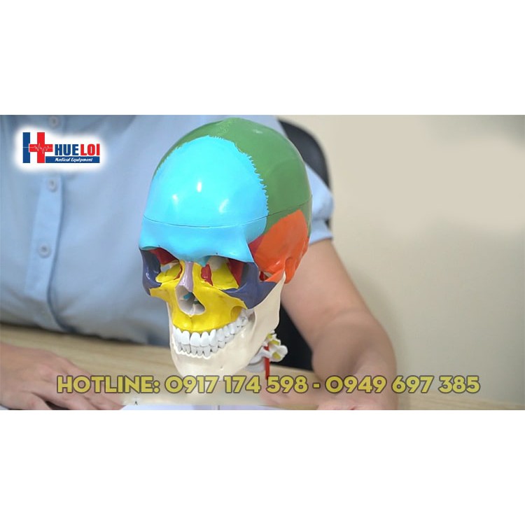 Mô hình giải phẫu xương sọ và cột sống cổ
