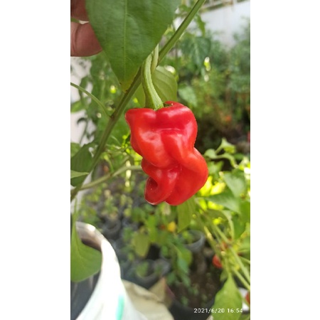 Hạt ớt Dragon's toe