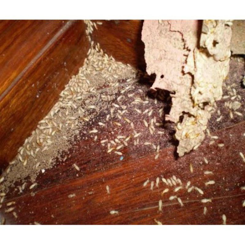 THUỐC DIỆT TRỪ MỐI NHANH SẠCH