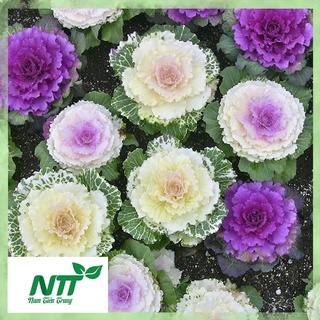 Hạt giống hoa Bắp Cải nhiều màu TN