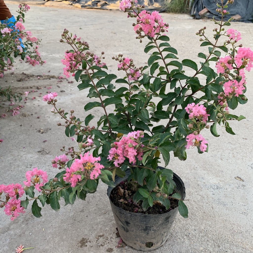 Cây hoa tường vi hồng cao 30-40cm, cây cực kì sai hoa và nụ, thích hợp trồng trang trí sân vườn và gia đình