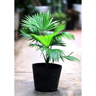 CÂY GIỐNG CỌ CẢNH