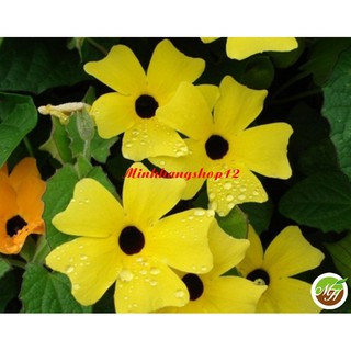 Hạt Giống Hoa Ánh Dương Vàng Leo Dây