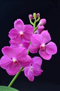 Hoa lan Vanda size cây giống