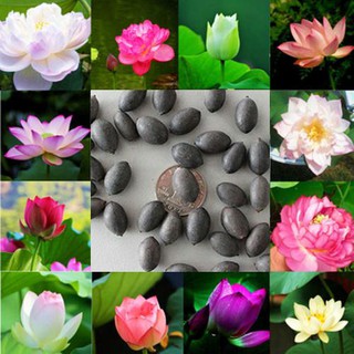 Four Seasons Mixed Color 10 Capsules Plant Water Lily Balcony Indoor Lotus