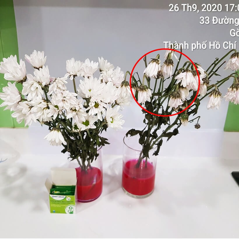 Bột Dinh Dưỡng Hoa Cắm Bình Tại Nhà của Israel là chế phẩm sinh học an toàn (Set 50 gói) chưng hoa ngày Tết lâu tàn